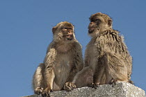 Barbary Macaque (Macaca sylvanus) pair, Gibraltar, United Kingdom