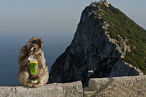 Barbary Macaque (Macaca sylvanus) eating potato chips stolen from tourists, Gibraltar, United Kingdom