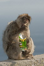 Barbary Macaque (Macaca sylvanus) eating potato chips stolen from tourist, Gibraltar, United Kingdom