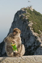 Barbary Macaque (Macaca sylvanus) eating potato chips stolen from tourist, Gibraltar, United Kingdom