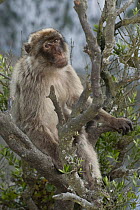 Barbary Macaque (Macaca sylvanus) sitting in tree, Gibraltar, United Kingdom