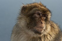 Barbary Macaque (Macaca sylvanus) portrait, Gibraltar, United Kingdom