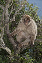 Barbary Macaque (Macaca sylvanus) sitting in a tree, Gibraltar, United Kingdom