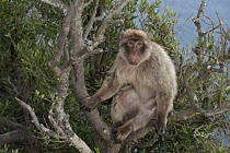 Barbary Macaque (Macaca sylvanus) sitting in a tree, Gibraltar, United Kingdom