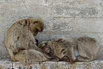 Barbary Macaque (Macaca sylvanus) pair, one sleeping, Gibraltar, United Kingdom