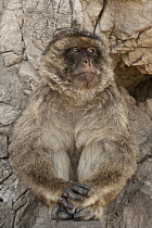 Barbary Macaque (Macaca sylvanus), Gibraltar, United Kingdom