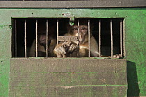Barbary Macaque (Macaca sylvanus) used for tourists photos, Marrakesh, Morocco