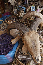 Market stall selling medicine and fetishes including skulls, Marrakesh, Morocco