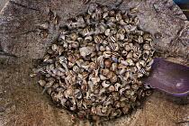 Snails for sale at market, Middle Atlas Mountains, Morocco