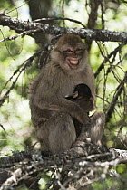 Barbary Macaque (Macaca sylvanus) grimacing parent holding baby, Cedar Forests of Azrou, Atlas Mountains, Morocco