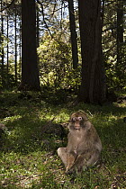 Barbary Macaque (Macaca sylvanus) sitting on forest floor, Cedar forest of Azrou, Atlas Mountains, Morocco