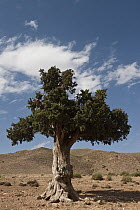 Argan (Argania spinosa) tree in arid landscape, Morocco