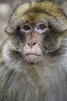 Barbary Macaque (Macaca sylvanus), Cedar forests of Azrou, Atlas Mountains, Morocco
