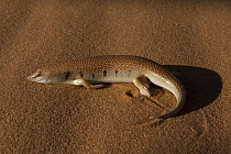 White-banded Sand Fish (Scincus albifasciatus laterimaculatus) a sand dwelling skink, dunes of Erg Chebbi, Morocco
