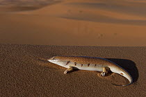 White-banded Sand Fish (Scincus albifasciatus laterimaculatus) a sand dwelling skink, dunes of Erg Chebbi, Morocco