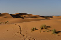 Footpath through dunes of Erg Chebbi near the village of Merzouga, Morocco