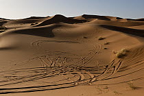 Dunes of Erg Chebbi near the village of Merzouga with vehicle tire marks, Morocco