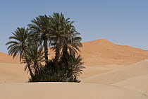Palm trees on dunes of Erg Chebbi near the village of Merzouga, Morocco