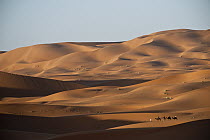 Dromedary (Camelus dromedarius) caravan being led through desert, Morocco
