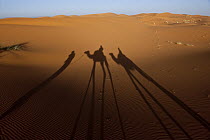 Dromedary (Camelus dromedarius) and keeper's shadows, Morocco