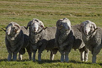 Domestic Sheep (Ovis aries) group of Merino rams, Glenmore station near Lake Alexandrina, Canterbury, New Zealand