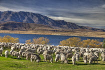 Domestic Sheep (Ovis aries) flock of Merino breed, Arrowsmith Station, Lake Heron, Canterbury, New Zealand