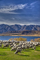 Domestic Sheep (Ovis aries) flock of Merino breed, Arrowsmith Station, autumn, Lake Heron, Canterbury, New Zealand