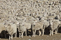 Domestic Sheep (Ovis aries) flock of Merino breed, Arrowsmith Station, Lake Heron, Canterbury, New Zealand