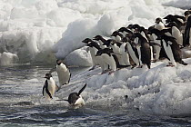 Adelie Penguin (Pygoscelis adeliae) group diving off ice, Possession Islands, northen Ross Sea