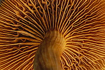 Mushroom gills in sub-tropical forest on western slope of Andes