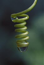 Passion Flower (Passiflora sp) spiral with water droplet, western slope of Andes