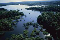 Flooded forest, Amazon, Ecuador