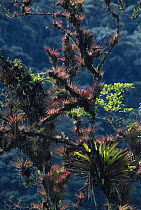 Bromeliad (Bromeliaceae) plants growing as epiphytes in sub-tropical forest, Colombia