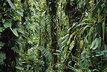 Epiphytes on trees in sub-tropical forest, Colombia