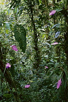 Bromeliad (Bromeliaceae) plants flowering in cloud forest, Colombia