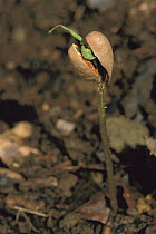 Seed sprouting in the Amazon