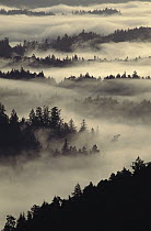 Coast Redwood (Sequoia sempervirens) forest in morning mist, Humboldt Redwoods State Park, California