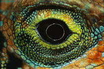 Fraser's Anole (Anolis fraseri) male eye, western slope of Andes