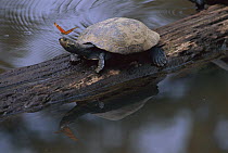 South American River Turtle (Podocnemis expansa) and butterfly on log, Amazon