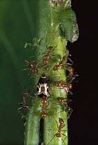 Ant (Pheidole sp) group predating on Treehopper (Horiola picta), western slope of Andes