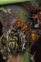 Ponerine Ant (Ectatomma tuberculatum) guarding Treehopper (Adippe sp), western slope of Andes