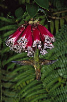 Fawn-breasted Brilliant (Heliodoxa rubinoides) hummingbird male feeding on flower, Andes
