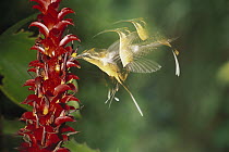 Tawny-bellied Hermit (Phaethornis syrmatophorus) hummingbird feeding on flower, multi-flash image