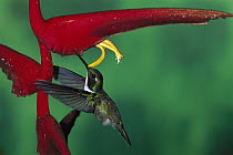 Wedge-billed Hummingbird (Augastes geoffroyi) feeding on heliconia flower, western slope of Andes, Colombia