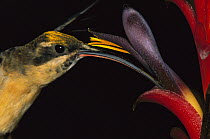 Tawny-bellied Hermit (Phaethornis syrmatophorus) hummingbird feeding on flower