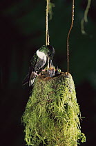 Collared Inca (Coeligena torquata) hummingbird female feeding chicks in nest, Andes