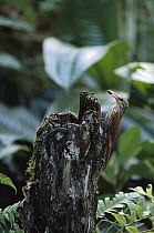 Streak-headed Woodcreeper (Lepidocolaptes souleyetii) bringing food to nest