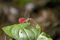 Pink-tipped Clearwing Satyr (Cithaerias pireta) butterfly, Ecuador