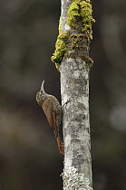 Montane Woodcreeper (Lepidocolaptes lacrymiger) on tree trunk, Colombia