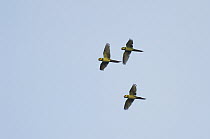 Yellow-eared Parrot (Ognorhynchus icterotis) trio flying, Colombia